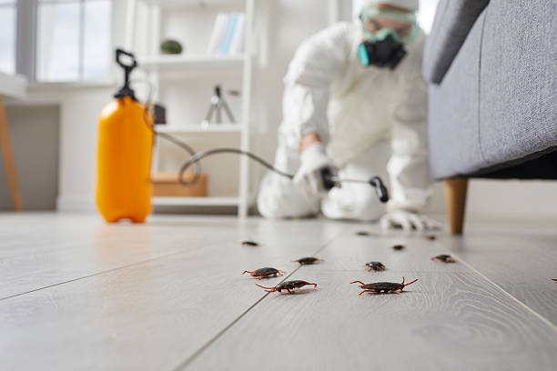 Affordable Termite Control solutions in Oran, MO